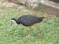 I (149) White-brerasted Water Hen